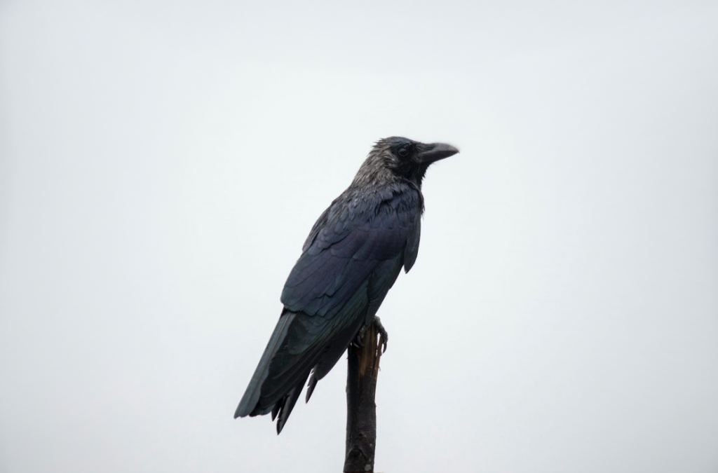 intelligence of crows