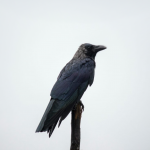 intelligence of crows