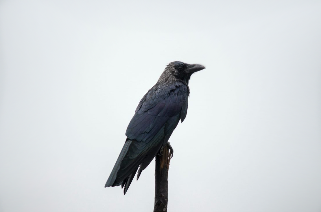 intelligence of crows