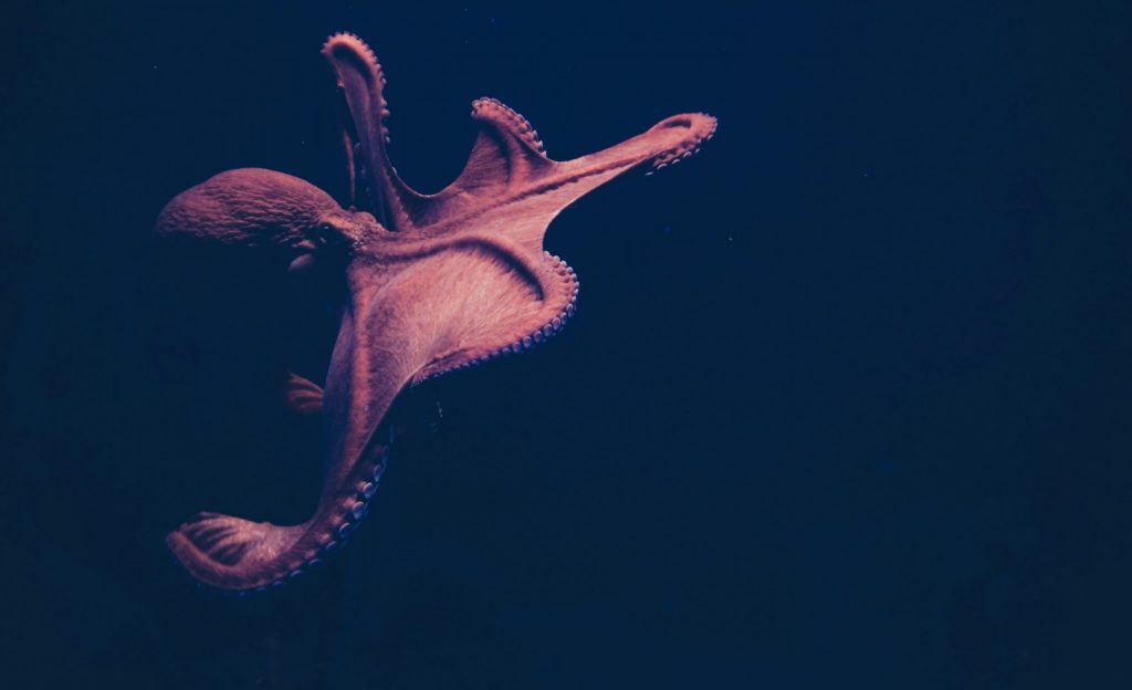 octopuses might dream