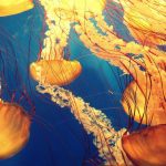 facts about jellyfish