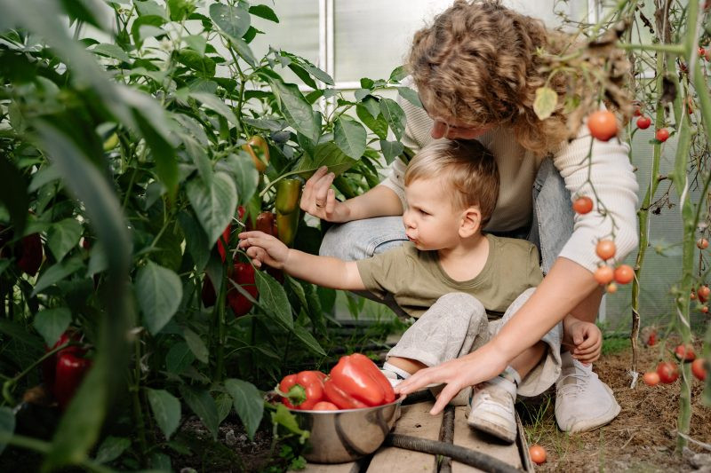 mother and little child picking vegetables in the garden