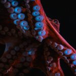 octopuses might dream