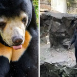 Animal Impersonation