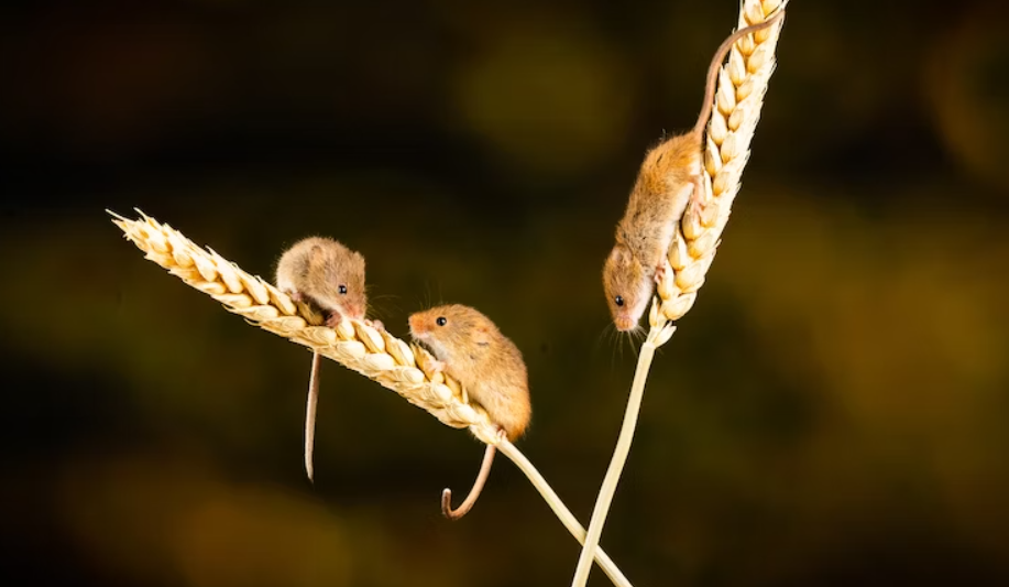 reverse aging in mice
