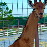 Rare Brown Spotless Giraffe