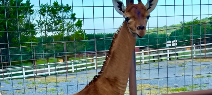 Rare Brown Spotless Giraffe