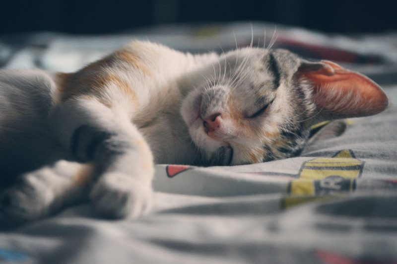 make your home pet-friendly cat sleeping