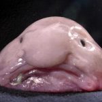 blobfish