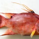 hogfish