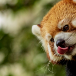 red panda sticking tongue out