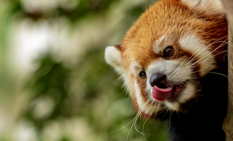 red panda sticking tongue out