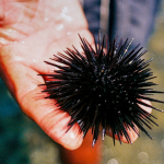 sea urchin