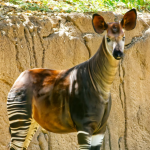 the okapi