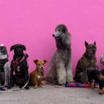 different dog breeds including hypoallergenic dog breeds