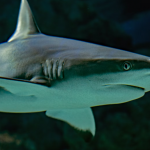 shark