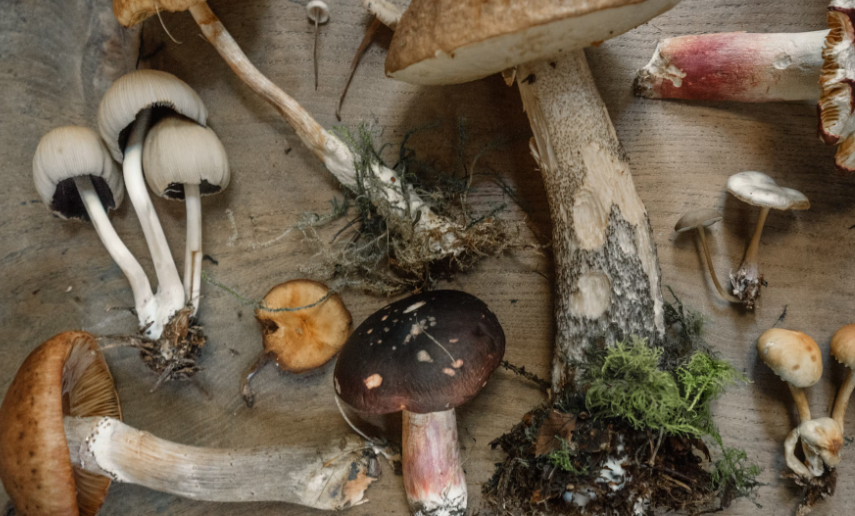 medicinal mushrooms