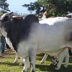 brahman cattle cow
