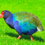 prehistoric bird takahe