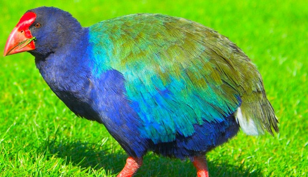 prehistoric bird takahe