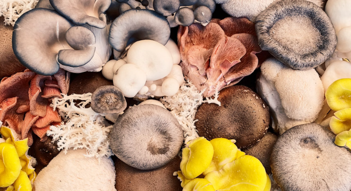 different types of medicinal mushrooms