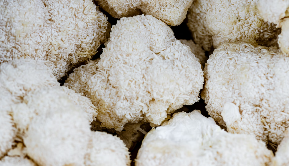 lion's mane as a type of medical mushrooms