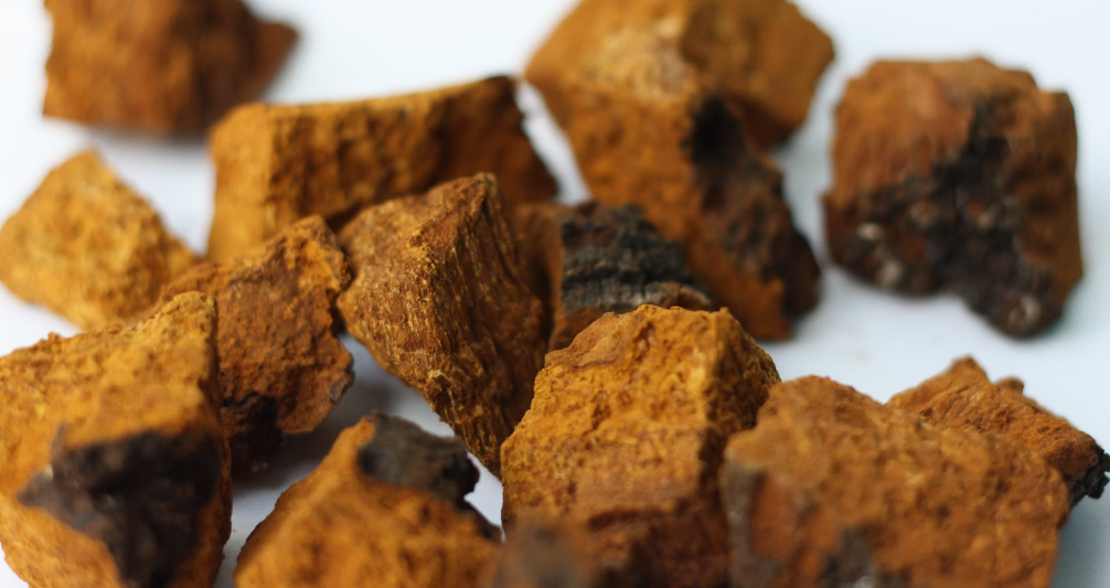 chaga