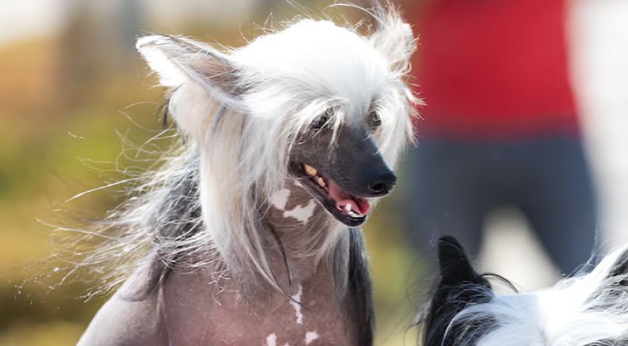chinese crested one of Hypoallergenic Dog Breeds