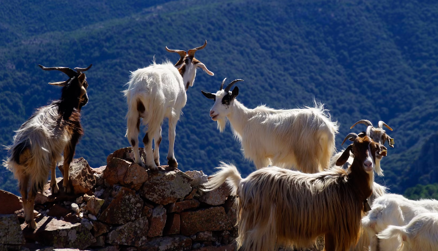 goats in ogliastra