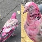 Bright pink pigeon