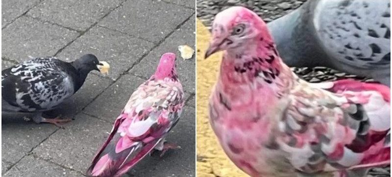 Bright pink pigeon