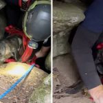 Dog rescue Tennessee cave bear