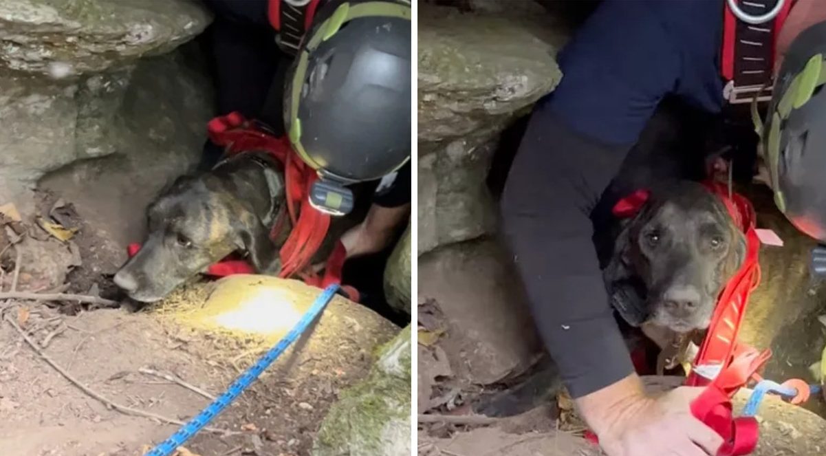 Dog rescue Tennessee cave bear