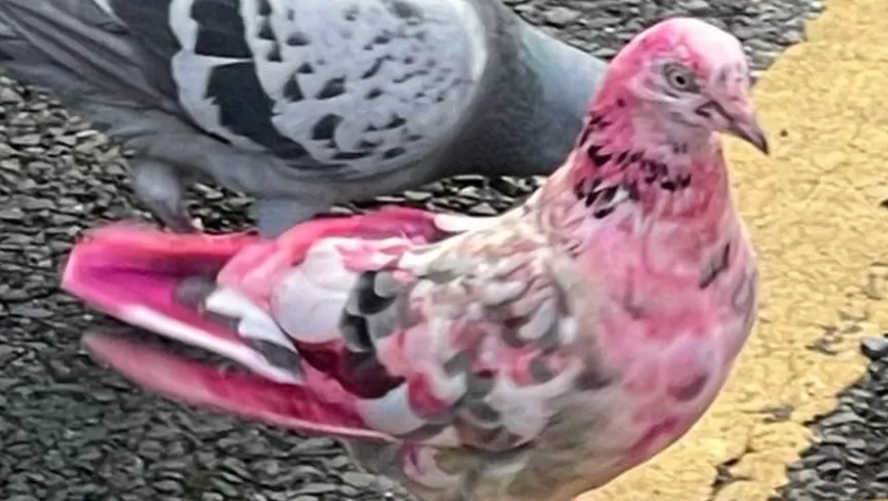 bright pink pigeon