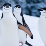 penguins