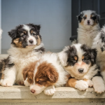 Kukur Tihar: Nepal’s Very Own Festival of Dogs