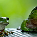 Frog Mate Avoidance
