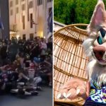 people identifying as dogs gather in public