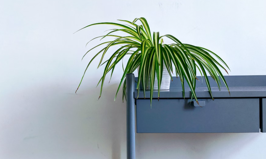 spider plant