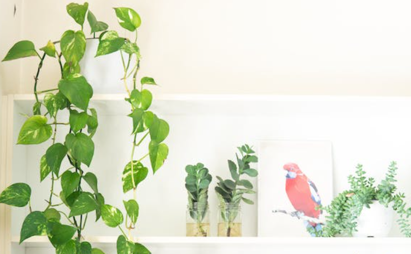 english ivy in vase