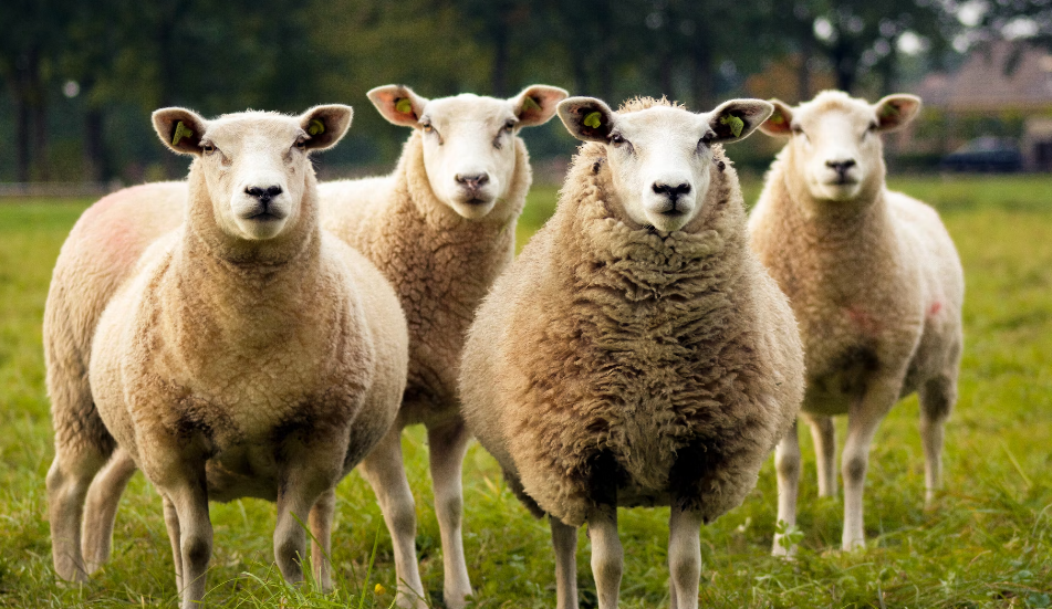 news on cannabis-eating sheep