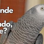 British parrot returns