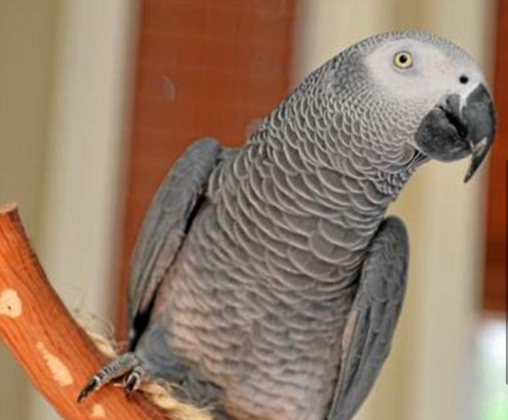 Nigel, the British parrot returns