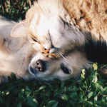 Affection in dogs and cats