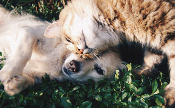 Affection in dogs and cats