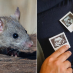 Reproduction in space made possible through mouse embryos