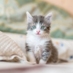 Cat DNA from cat hair can soon be used to solve crimes