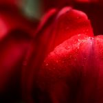 Red color psychology