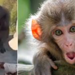 Bali's Thieving Monkeys