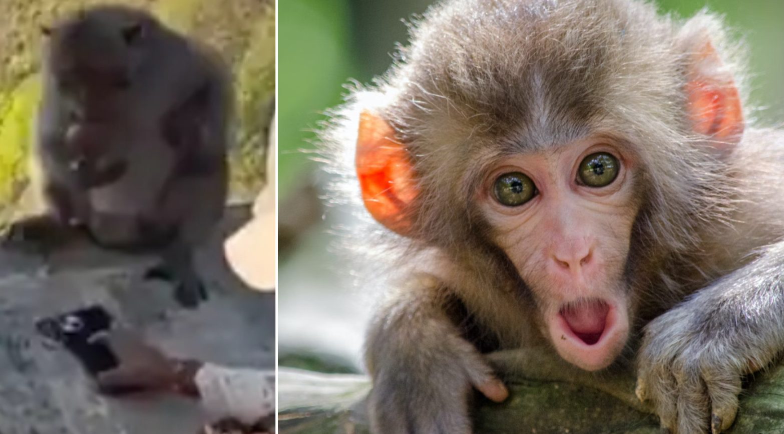 Bali's Thieving Monkeys